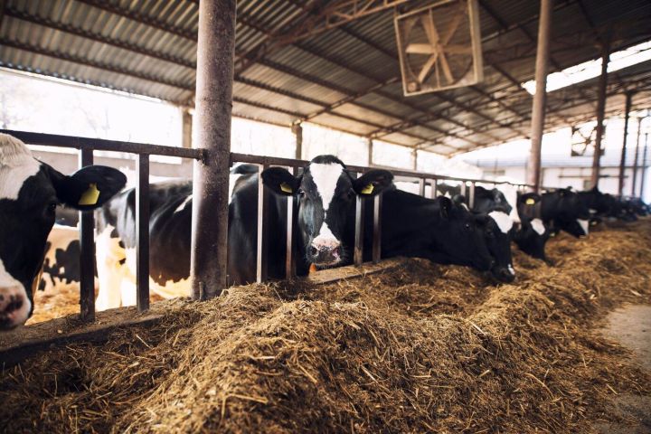 В Чистопольском районе выставили на продажу молочную ферму за 315 миллионов рублей