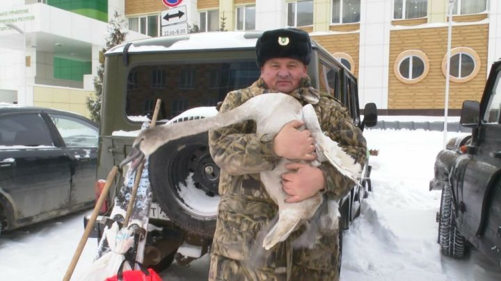 В Нижнекамске сотрудники Госкомитета спасли лебедя, у которого было повреждено крыло