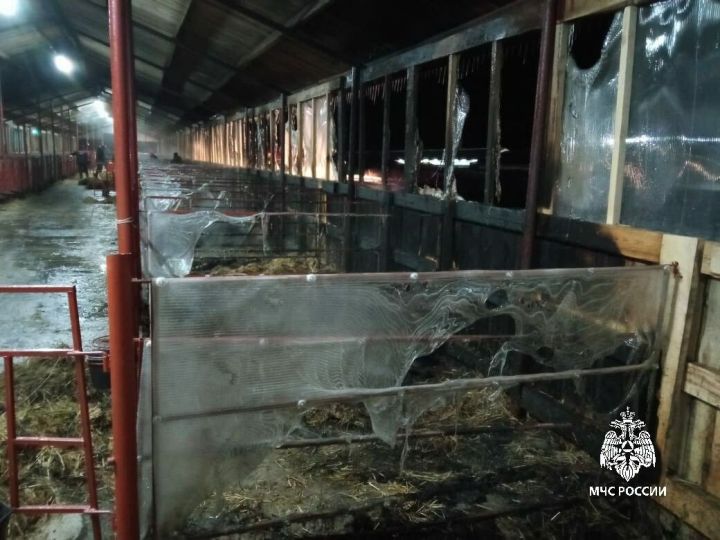 В РТ в пожаре на животноводческой ферме погибли 25 телят