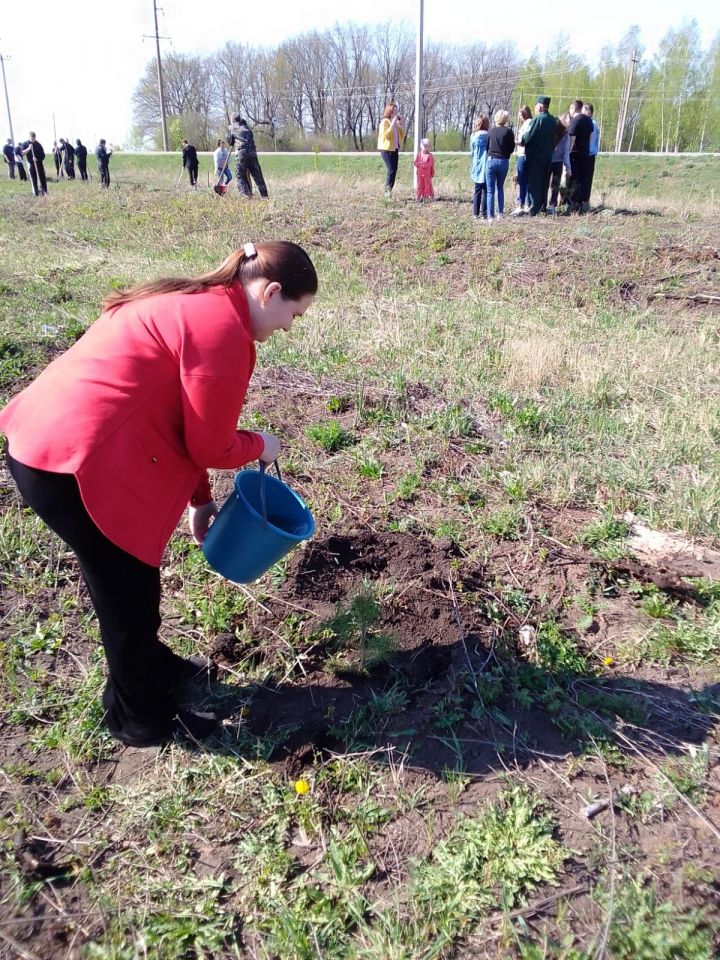 Чистопольцы посадили более 500 молодых сосен