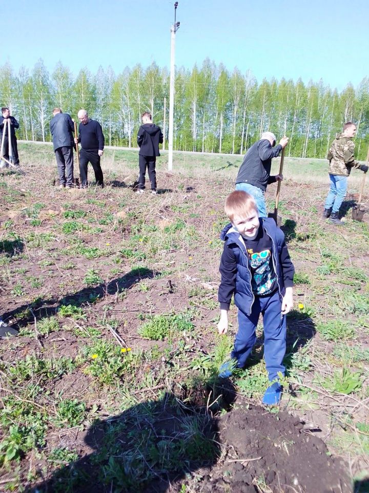 Чистопольцы посадили более 500 молодых сосен