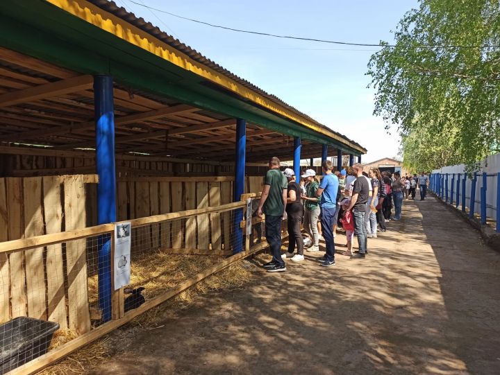 «Сарсаз - Агротур»: в Чистопольском районе открылся контактный зоопарк (фоторепортаж)