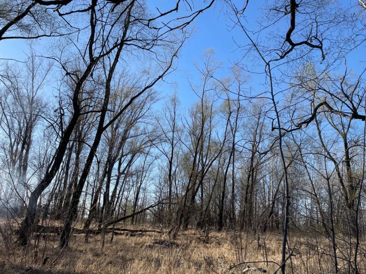 В Чистопольском районе ограничат посещение лесов