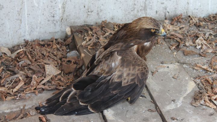В Спасском районе экологи спасли орла-карлика