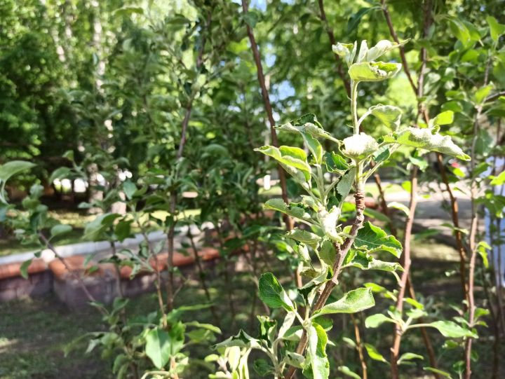 В Чистополе посадили яблоневый сад