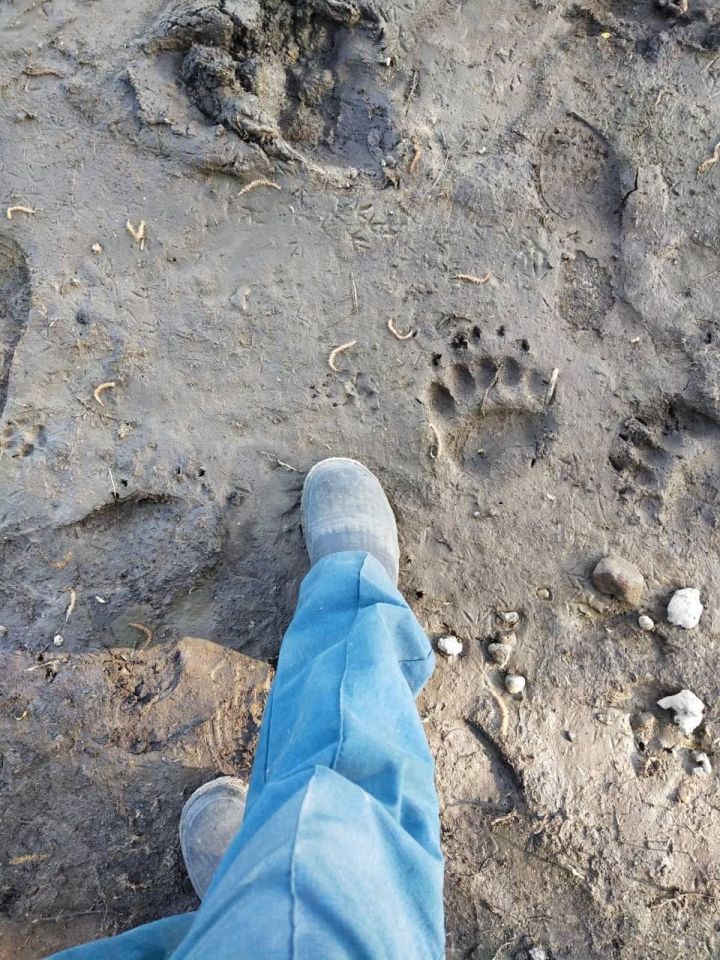 В Лаишевском районе обнаружили вдоль берега медвежьи следы