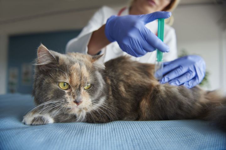 В Чистополе пройдет бесплатная подворная вакцинация животных