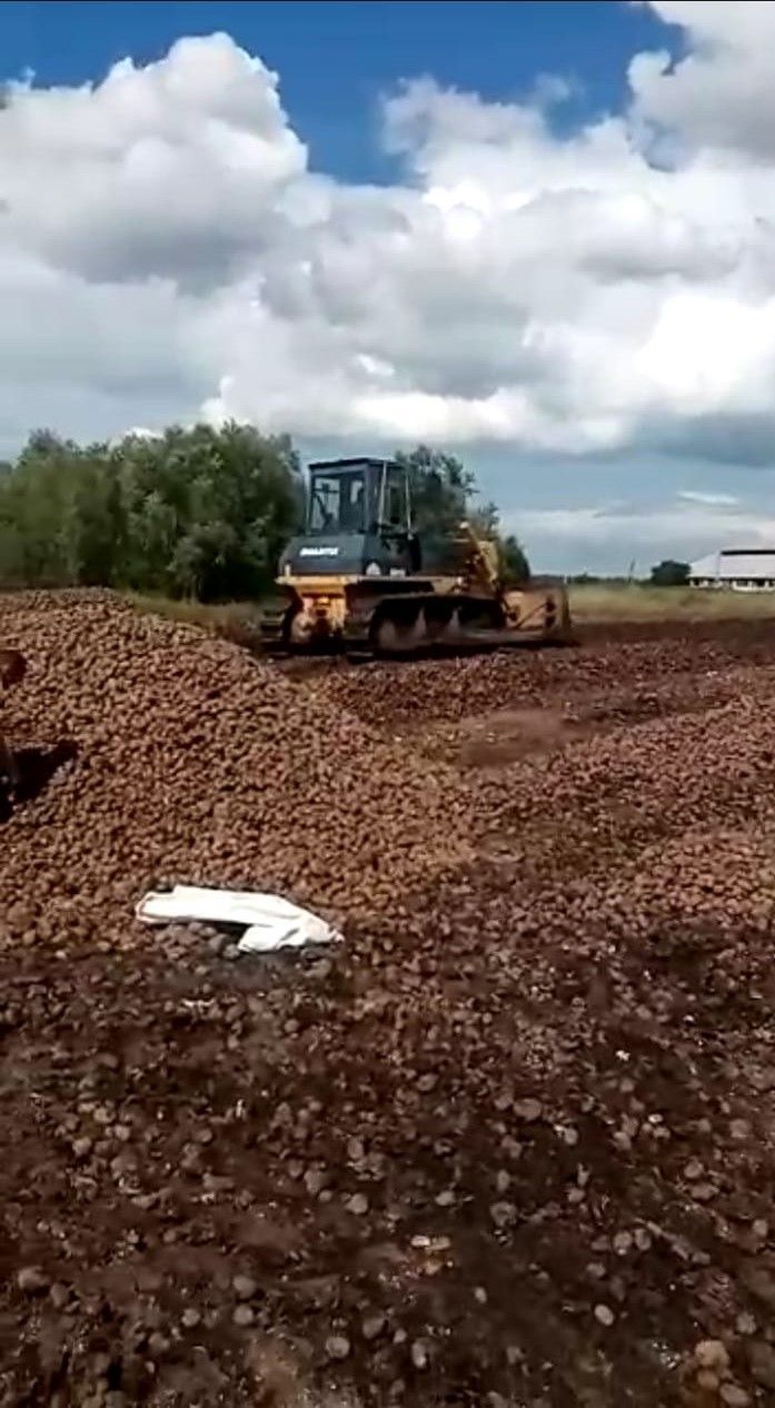 В чистопольском муниципалитете пояснили, почему утилизировали часть картофельного урожая в селе Александровка