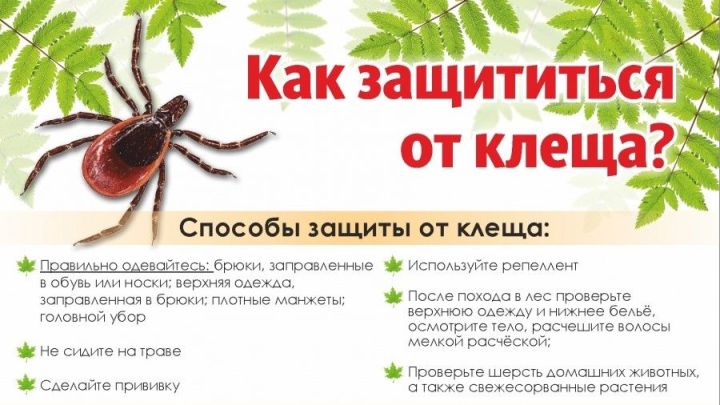 Сезон активности клещей продолжается: в Чистопольском районе от укусов клещей пострадало 10 человек