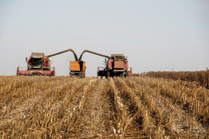 Аграрии Татарстана собрали 3 млн 662 тыс. тонн зерна