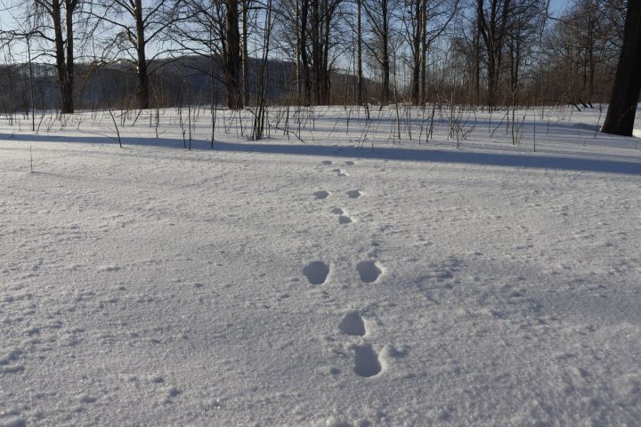 В Чистопольском районе началась «перепись» диких животных