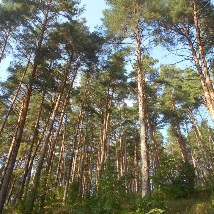 Наратларда югалган балачак әкияте