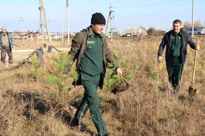 Чистайлылар «Урманны саклыйк» бөтенроссия акциясенә кушылдылар