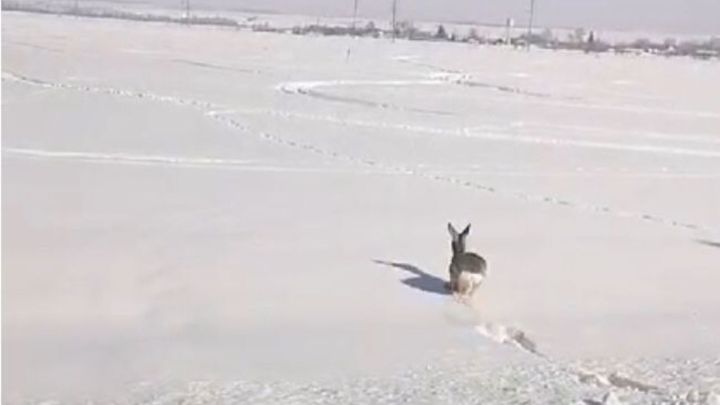 В Буинске спасли косулю, которую собаки загнали в огород