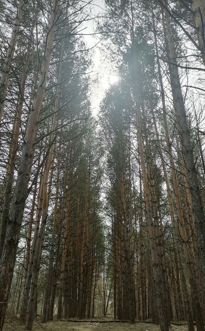 В РТ объявили штормовое предупреждение из-за высокой пожароопасности лесов