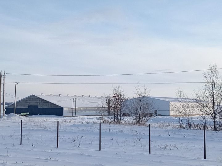 В Чистопольском районе завершено строительство современного молочного комплекса