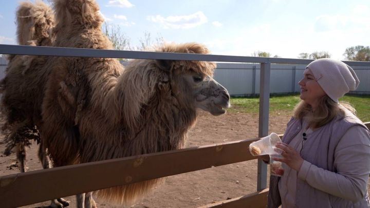 В Татарстане начался прием заявочных документов на грант «Агротуризм»