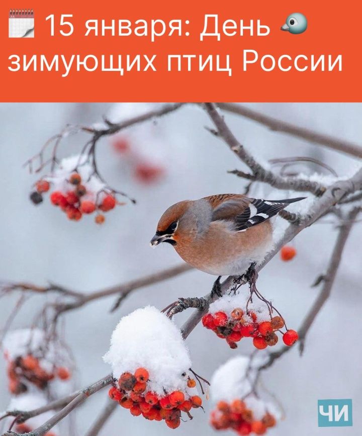 15 января: День зимующих птиц России
