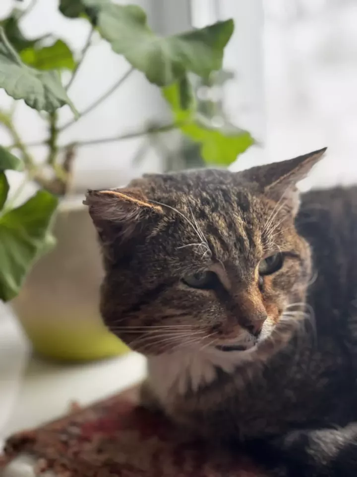 В Татарстане могут ограничить количество домашних животных в квартирах