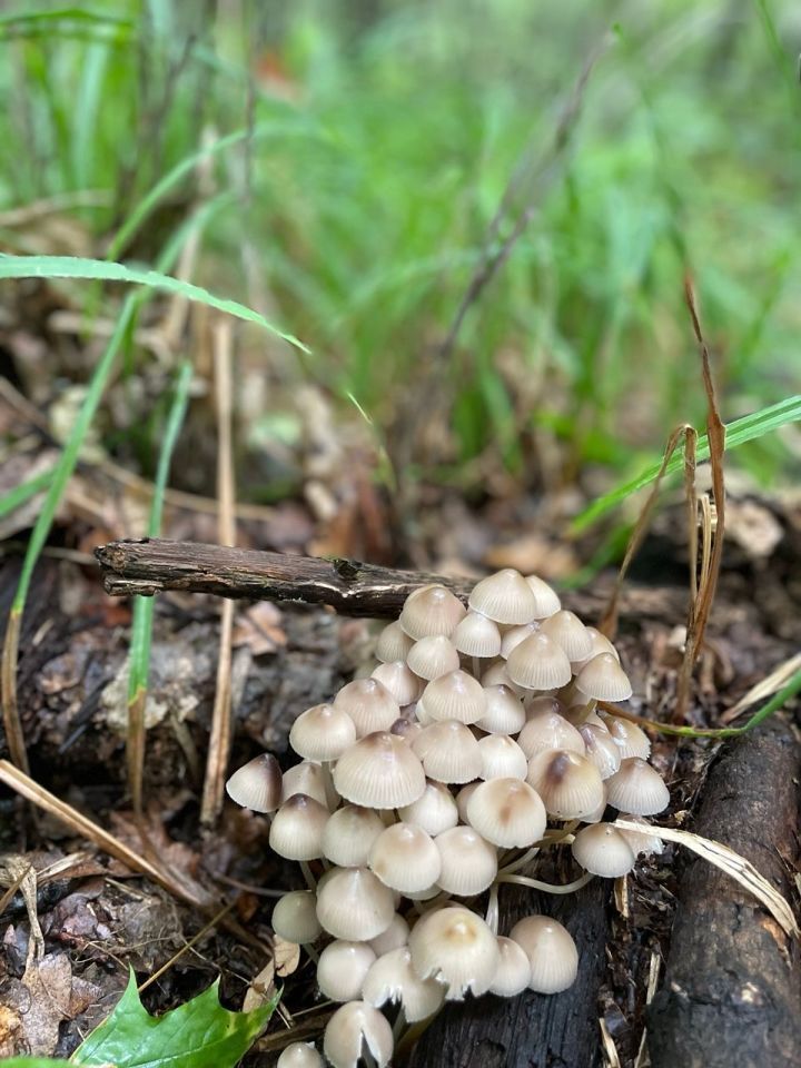 Гөмбә ашап ничек агуланмаска