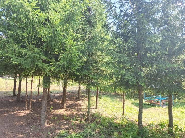 В Чистопольском районе сельчане провели субботник на территории будущего сквера